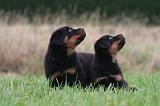 ROTTWEILER 635